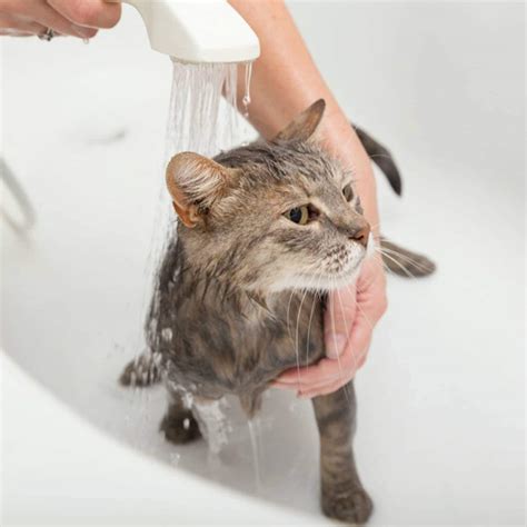 Magical Fur: Unveiling the Secrets of a Perfect Cat Wash